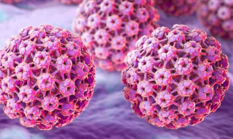 تاثیر قارچ شیتاکه در درمان زگیل تناسلی (HPV) 