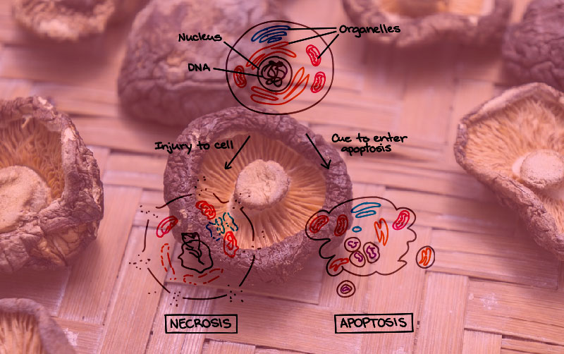 قارچ شیتاکه و فرآیند آپوپتوز در بدن