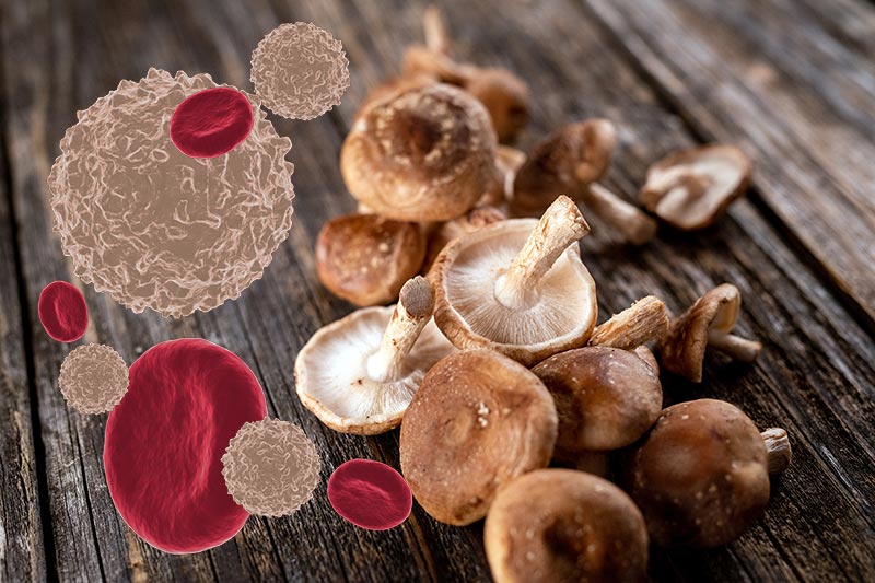 ترکیبات موثر قارچ شیتاکه بر سلول‌های ایمنی